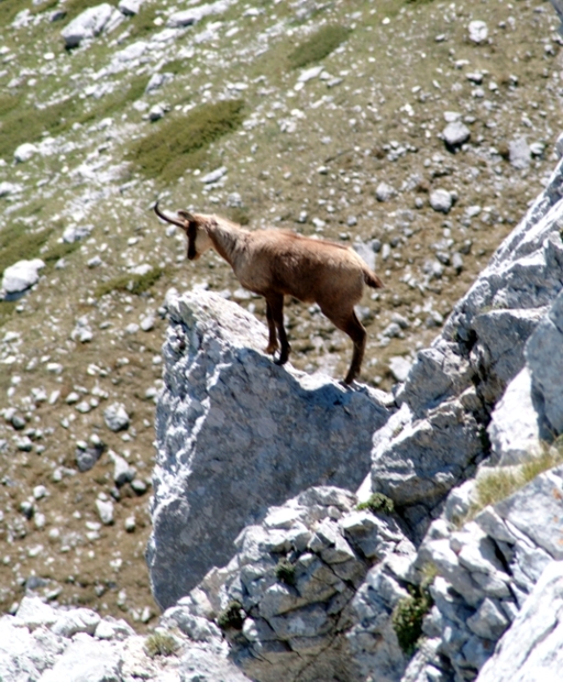 Camoscio d''Abruzzo Rupicapra pyrenaica ornata